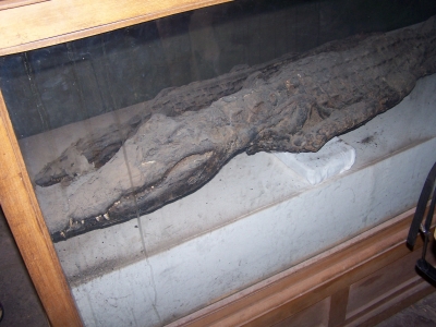 Krokodil-Mumie