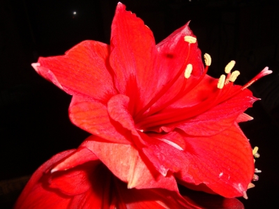 amaryllis