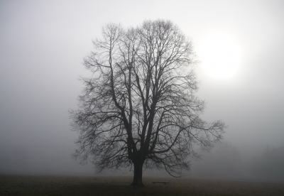 Linde im Winternebel mit Sonne