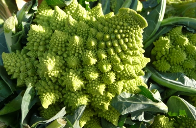 Romanesco - Blumenkohl