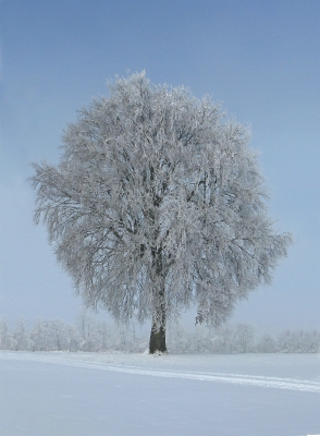 Die schönste Seite des Winters