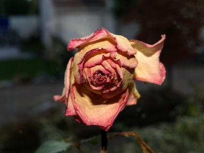 Rose welk und schön