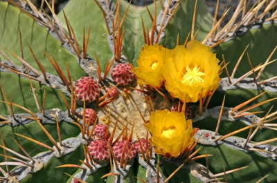 Stacheln und Blüten