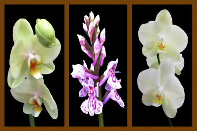 Orchideen-Zauber