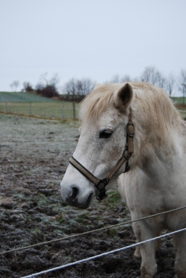 Pferd auf der Koppel