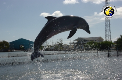 Delfin in Florida !