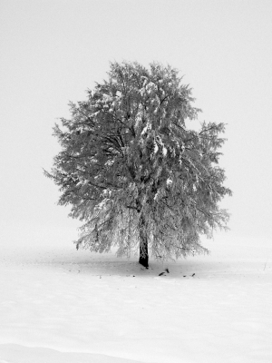 Winterbaum