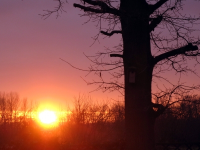 Eiche und untergehende Sonne