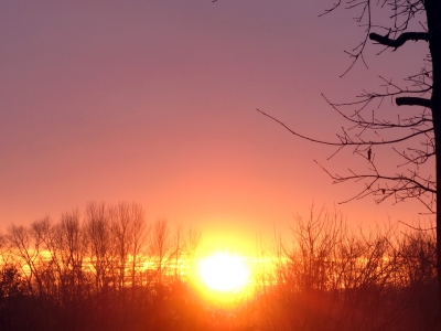 Der Sonnenuntergang mit den Eichenästen