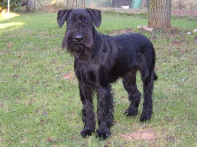 Mittelschnauzer