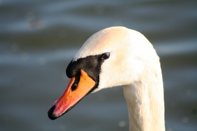 Schwan