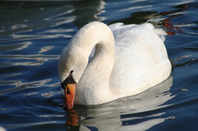 Schwan