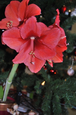 Amaryllis