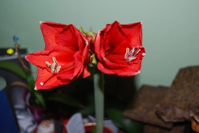 Amaryllis - Blüten