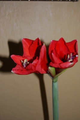 Amaryllis - Blüten
