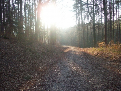 Herbstwald3