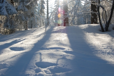Sonnenampel im Winterwald