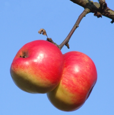 siamesische-äpfel20081228001