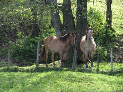 Zwei Pferde einsam im Wald