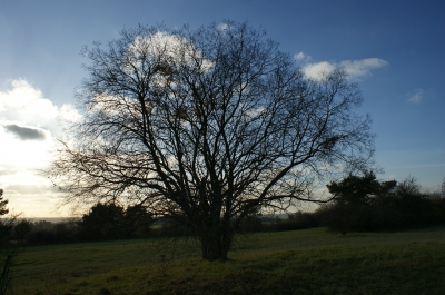 Der Baum