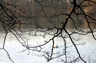 Äste am See