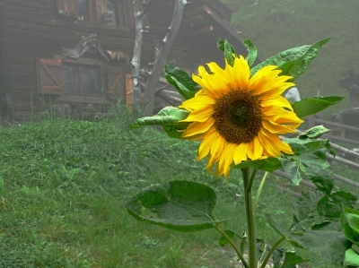 Sonnenblume vor Berghütte