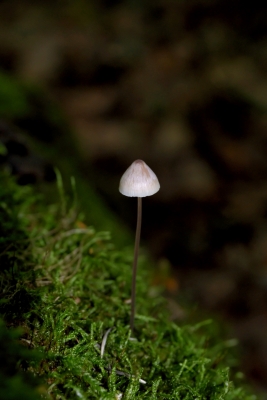 Kleiner einzelnstehender Pilz