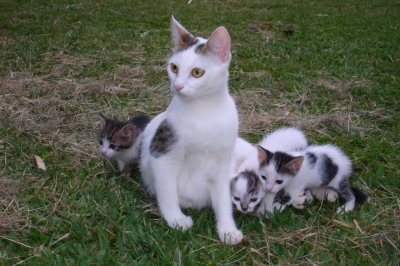 Katzenfamilie