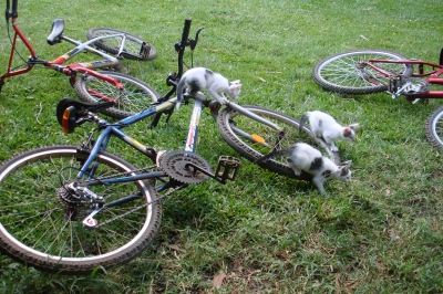 Katzen auf dem Fahrrad