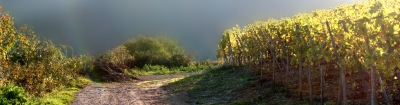 Weinbergsweg in Herbstlicht