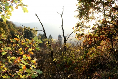 Runder Turm in Zell