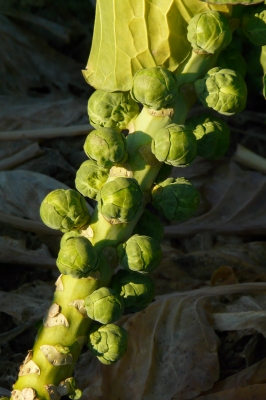 Rosenkohl im Dezember (Brassica oleracea var. gemmifera)