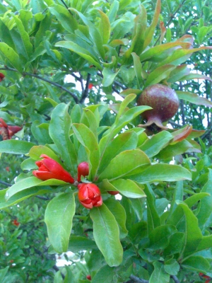 Granatapfel mit Blüte