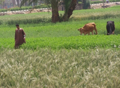 Feldarbeit in Ägypten