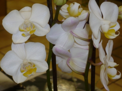 Orchideen