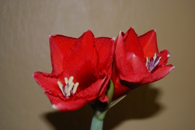 Amaryllis - Blüten