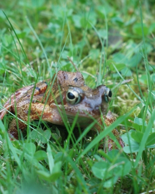 Frosch