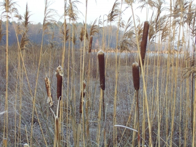 Schilfkolben im Winter