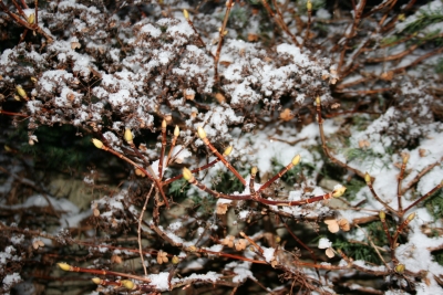 Winter oder Frühling ?