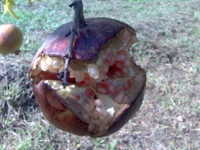 Granatapfel auch für insekten & Vögel Lecker 1