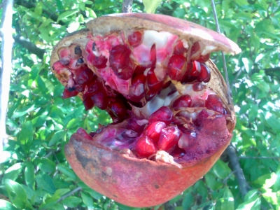 Granatapfel auch f&uuml;r İnsekten & V&ouml;gel Lecker 3