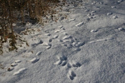Spuren im Schnee -1