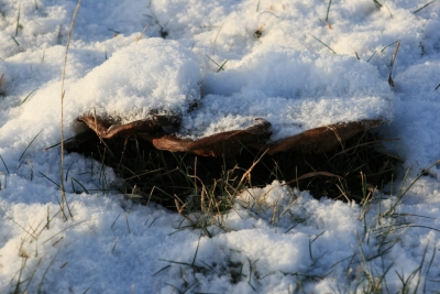 Spuren im Schnee - 2