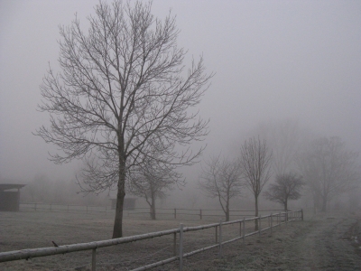 Pferdekoppel im Nebel 2