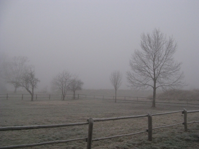 Pferdekoppel im Nebel 3