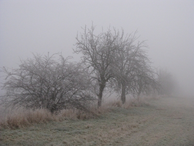 Feldweg im Nebel 4