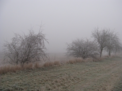 Feldweg im Nebel 5