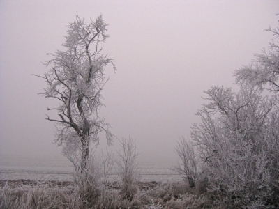 Winter und Raureif 10