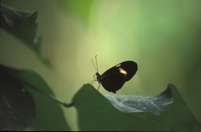 Schmetterling vor der Futtersuche