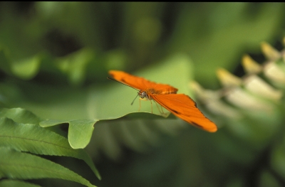 orangefarbener Schmetterling